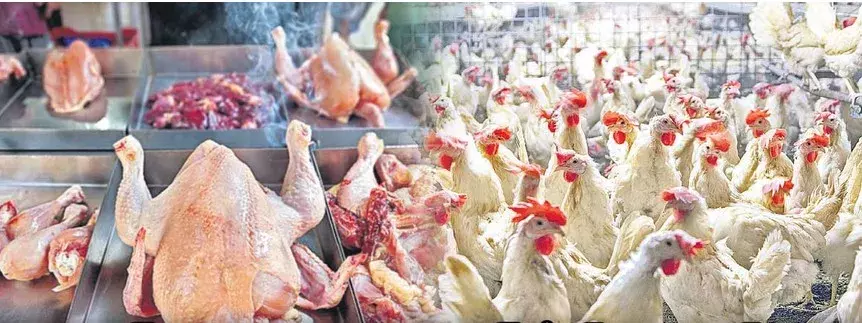 BIRD FLU: తెలుగు రాష్ట్రాలను వణికిస్తోన్న బర్డ్‌ ఫ్లూ