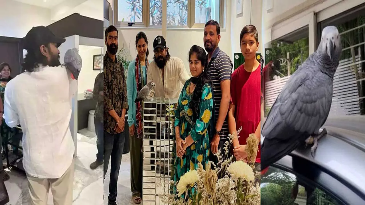 Ram Charan Parrot : తిరిగొచ్చిన రామ్ చరణ్ చిలుక Ram Charan Parrot : తిరిగొచ్చిన రామ్ చరణ్ చిలుక