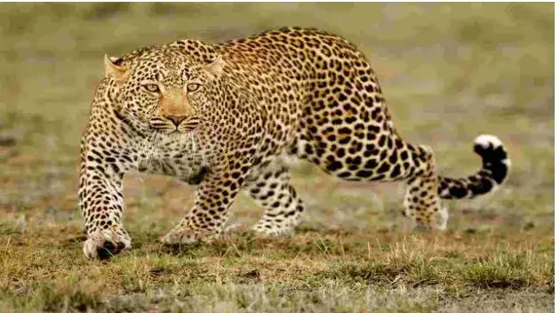 TIRUMALA: చిరుత సంచారంతో టీడీపీ అప్రమత్తం