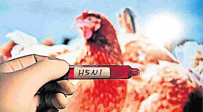 BIRD FLU: తెలుగు రాష్ట్రాల్లో బర్డ్‌ఫ్లూ కలకలం