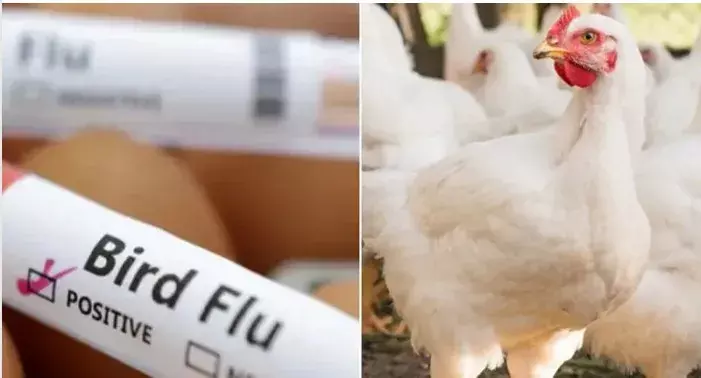 BIRDFLU:  బాతులకు పాకిన బర్డ్ ఫ్లూ BIRDFLU:  బాతులకు పాకిన బర్డ్ ఫ్లూ