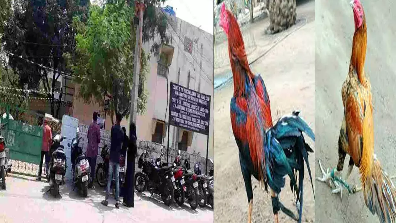 Hyderabad : 84 కోళ్లు.. రూ. 16.65 లక్షలు.. పందెం కోళ్లకు విశేష స్పందన Hyderabad : 84 కోళ్లు.. రూ. 16.65 లక్షలు.. పందెం కోళ్లకు విశేష స్పందన