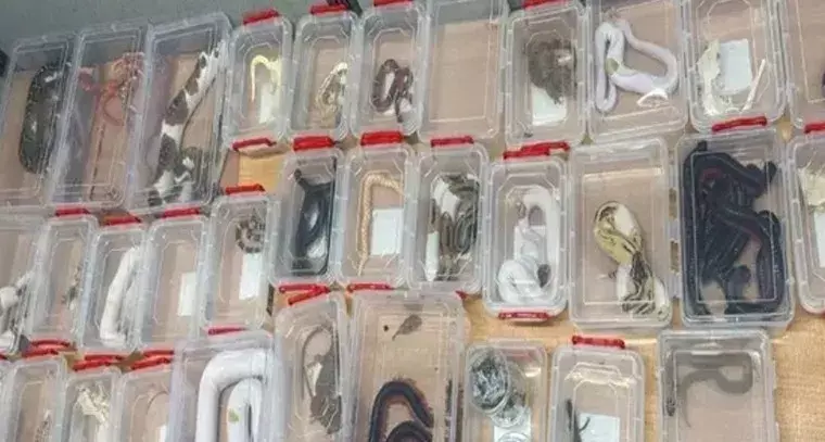 Wildlife Trafficking: ఢిల్లీ ఎయిర్‌పోర్టులో పాముల బ్యాగు కలకలం