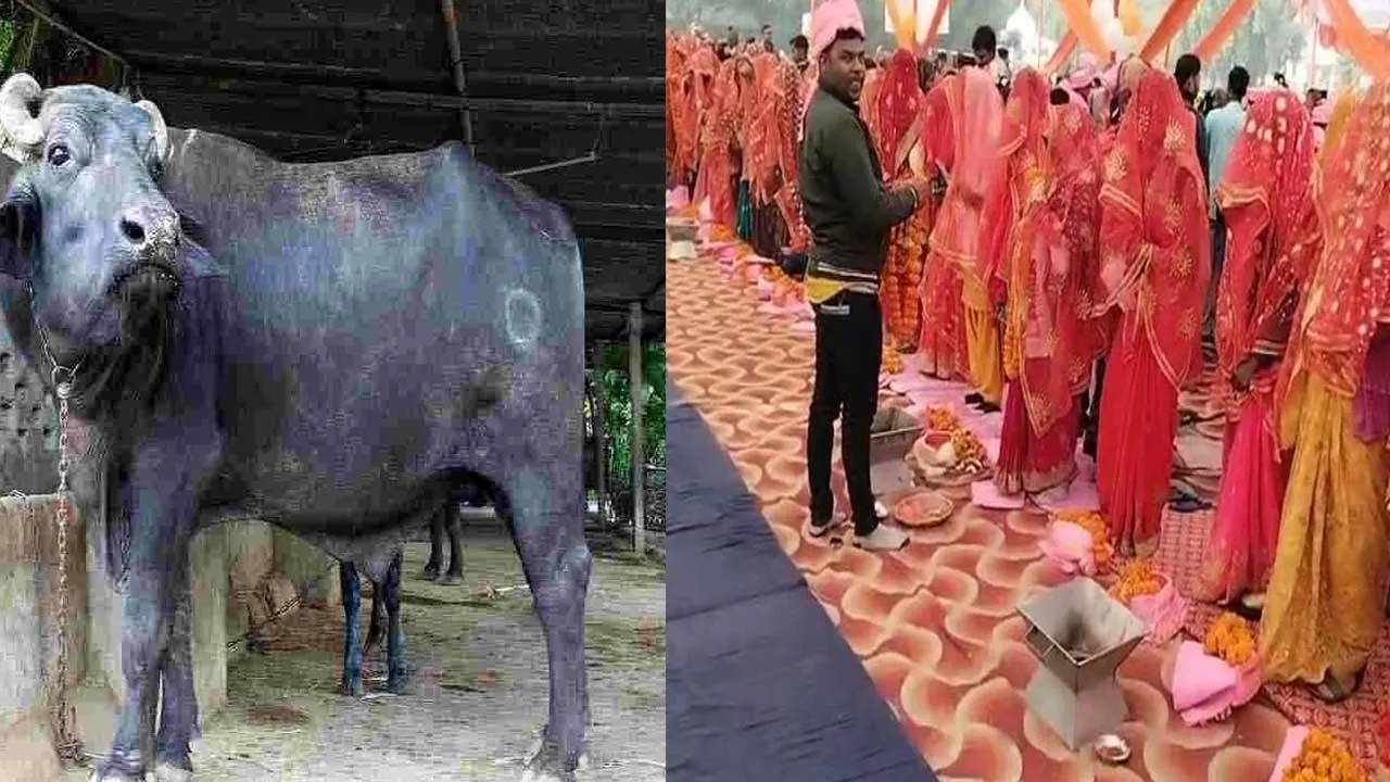 Uttar Pradesh : గేదెల కోసం రెండో పెళ్లి.. సామూహిక పెళ్లి వేడుకలో మహిళ నిర్వాకం Uttar Pradesh : గేదెల కోసం రెండో పెళ్లి.. సామూహిక పెళ్లి వేడుకలో మహిళ నిర్వాకం