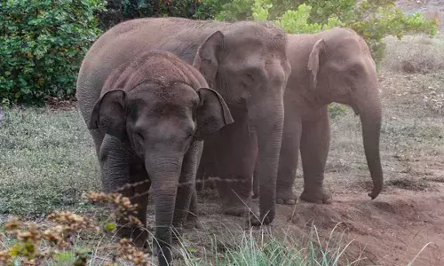 AP : ఏపీలో ఏనుగుల బీభత్సం.. ముగ్గురి మృతి.. రూ.10 లక్షల ఎక్స్ గ్రేషియా AP : ఏపీలో ఏనుగుల బీభత్సం.. ముగ్గురి మృతి.. రూ.10 లక్షల ఎక్స్ గ్రేషియా