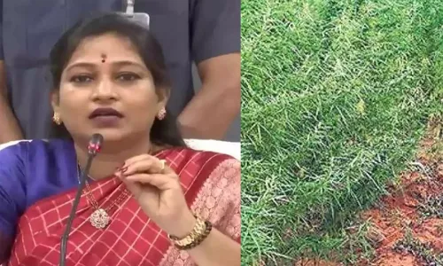 Home Minister Anitha :  గంజాయి సాగు 100 ఎకరాలకు తగ్గింది: హోంమంత్రి అనిత Home Minister Anitha :  గంజాయి సాగు 100 ఎకరాలకు తగ్గింది: హోంమంత్రి అనిత