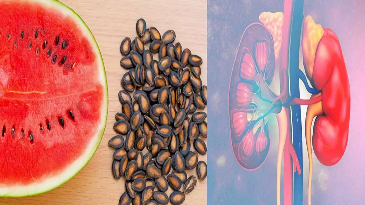 Watermelon Seeds : పుచ్చపండు గింజలతో మూత్రపిండాల సమస్యలకు చెక్ Watermelon Seeds : పుచ్చపండు గింజలతో మూత్రపిండాల సమస్యలకు చెక్