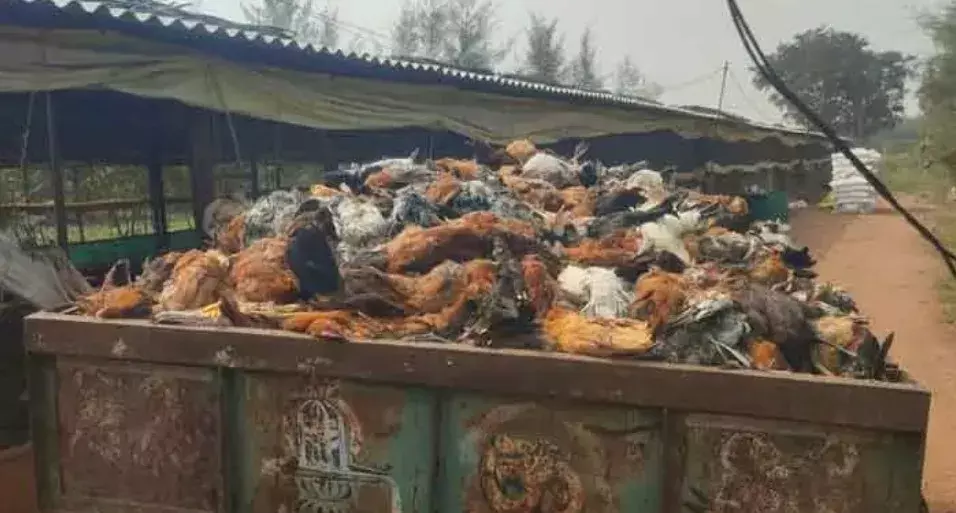 BIRD FLU: బర్డ్ ఫ్లూ సోకి 3,500 నాటుకోళ్లు మృతి