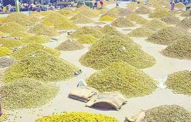 Nizamabad: నిజామాబాద్ మార్కెట్ యార్డుకు 50 వేల బస్తాలకు పైగా  పసుపు Nizamabad: నిజామాబాద్ మార్కెట్ యార్డుకు 50 వేల బస్తాలకు పైగా  పసుపు