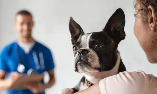 కుక్క కరిస్తే రేబిస్ వ్యాక్సిన్ ఒక్కటే సరిపోదు.. సురక్షితంగా ఉండటానికి ఇంకా.. కుక్క కరిస్తే రేబిస్ వ్యాక్సిన్ ఒక్కటే సరిపోదు.. సురక్షితంగా ఉండటానికి ఇంకా..