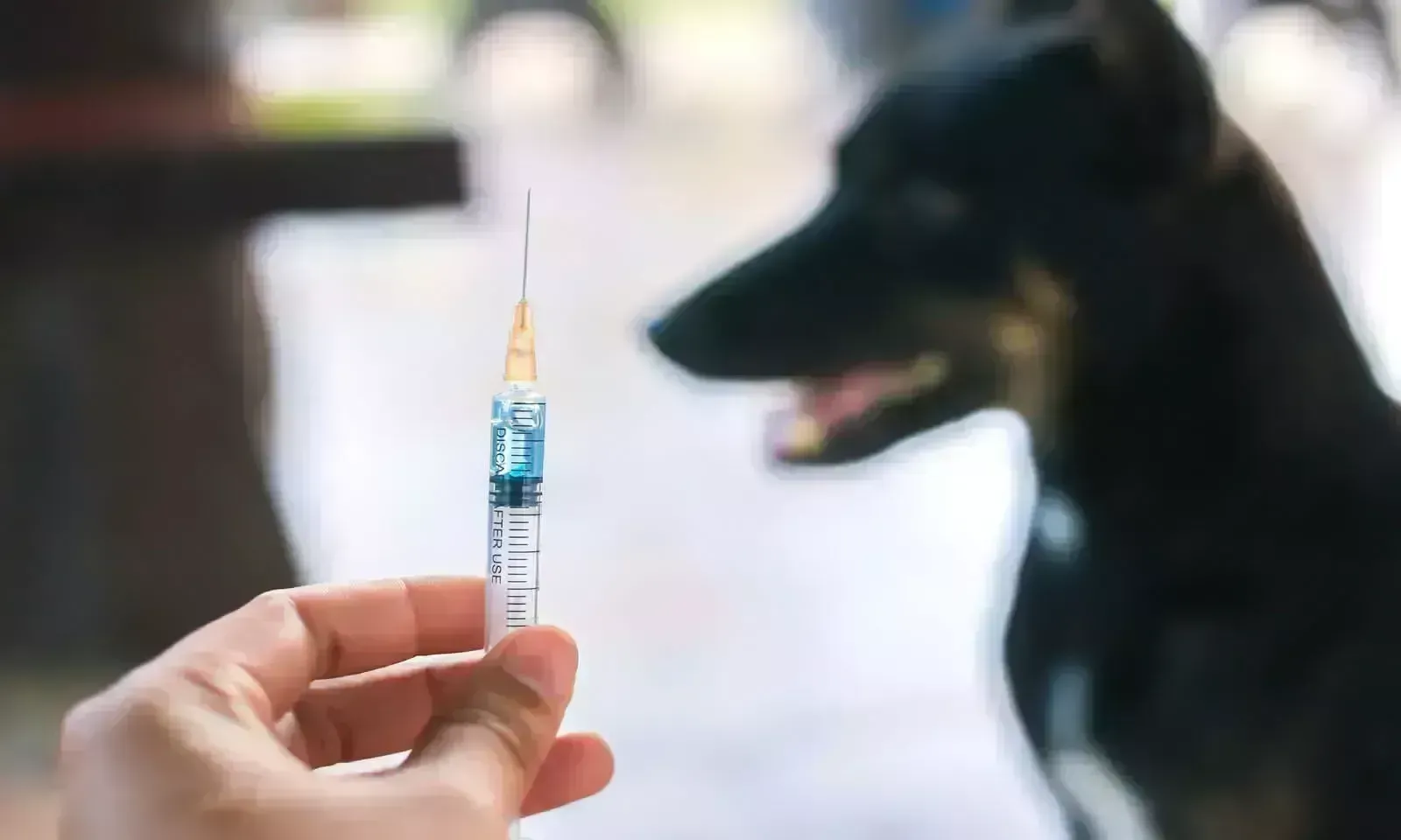Rabies Deaths: దేశంలో పెరిగిన ‘‘రేబిస్’’ మరణాలు Rabies Deaths: దేశంలో పెరిగిన ‘‘రేబిస్’’ మరణాలు