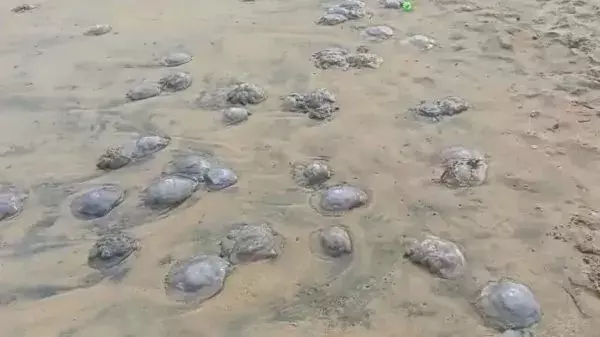 Jellyfish: బీచ్‌లో చనిపోయిన జెల్లీ ఫిష్‌లు.. పర్యాటకులు ఆందోళన