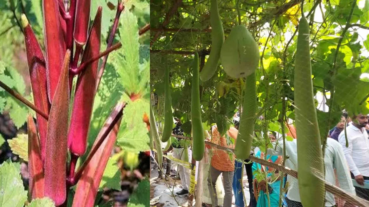 Maharashtra : 6 అడుగుల సొరకాయ.. ఎర్ర బెండకాయ.. మార్కెట్ లోకి కొత్త వంగడాలు Maharashtra : 6 అడుగుల సొరకాయ.. ఎర్ర బెండకాయ.. మార్కెట్ లోకి కొత్త వంగడాలు