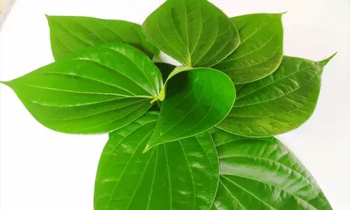 Betel Leaf Benefits: నిద్ర పట్టకపోతే పడుకునే ముందు ఈ ఆకు కషాయాన్ని..