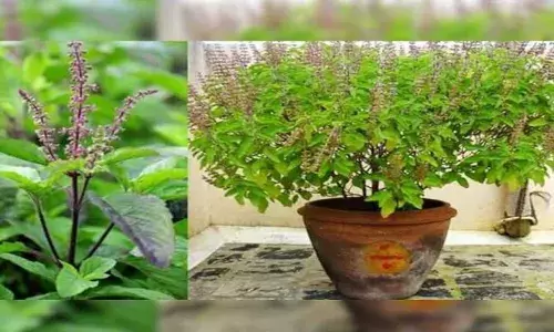 Tulsi Plant at Home : తులసి మెుక్క ఇంట్లో ఉంటే కలిగే లాభాలివే..!