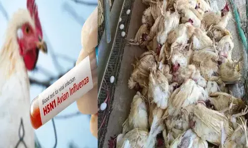 Bird Flu : మళ్లీ విజృంభించిన బర్డ్ ఫ్లూ.. Bird Flu : మళ్లీ విజృంభించిన బర్డ్ ఫ్లూ..