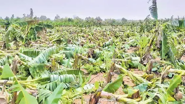 AP: రైతులను నిలువునా ముంచిన అకాల వర్షం