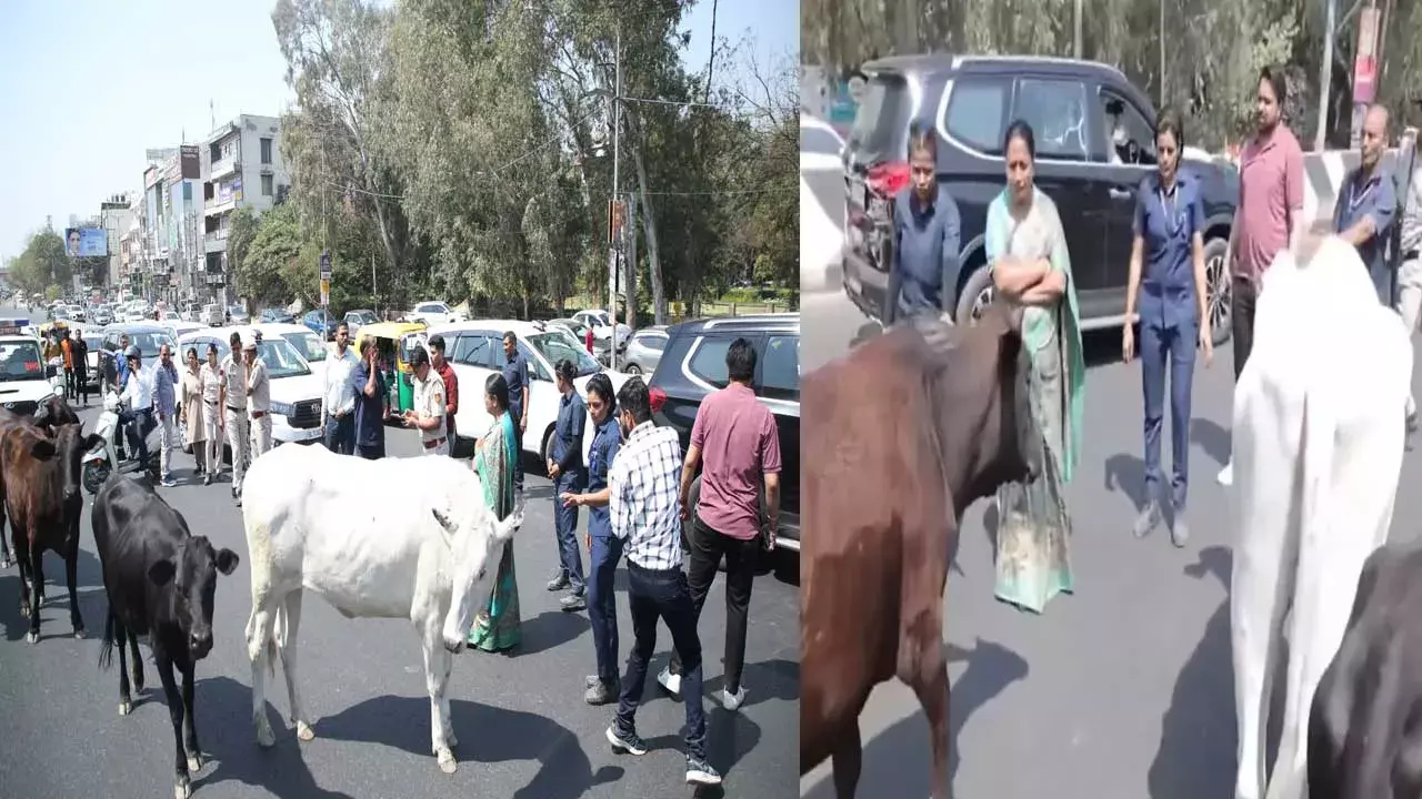 Delhi CM Rekha Gupta : అడ్డంగా ఆవులు.. కారు దిగిన సీఎం! Delhi CM Rekha Gupta : అడ్డంగా ఆవులు.. కారు దిగిన సీఎం!