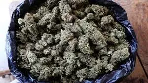 Delhi: ఢిల్లీ అంతర్జాతీయ విమానాశ్రయంలో భారీగా గంజాయి పట్టివేత