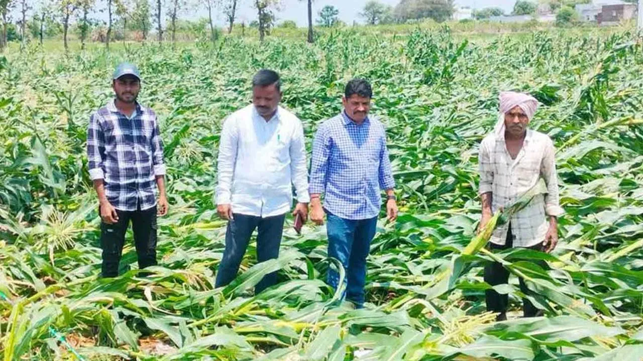 Crop Damage : అకాల వర్షాలు.. 14,956 ఎకరాల్లో పంట నష్టం! Crop Damage : అకాల వర్షాలు.. 14,956 ఎకరాల్లో పంట నష్టం!