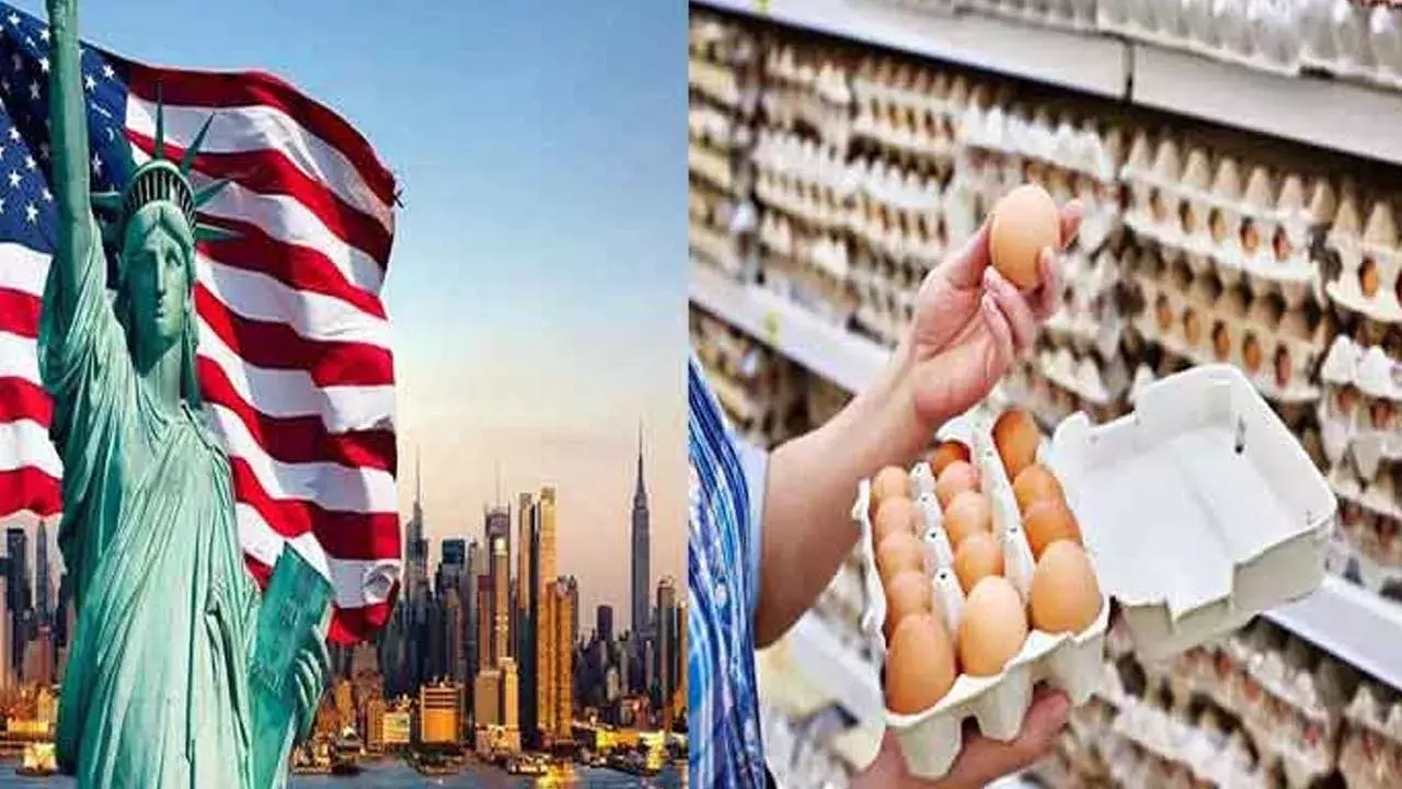 US : డజను కోడిగుడ్లు రూ.536.. ఎక్కడంటే US : డజను కోడిగుడ్లు రూ.536.. ఎక్కడంటే