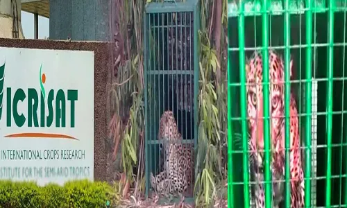 Hyderabad : హైదరాబాద్ శివారు ఇక్రిశాట్ లో చిరుత కలకలం Hyderabad : హైదరాబాద్ శివారు ఇక్రిశాట్ లో చిరుత కలకలం