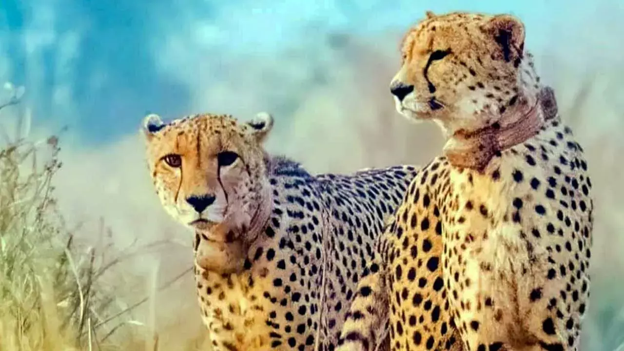 Project Cheetah : భారత్‌కు మరో 8 చిరుతలు