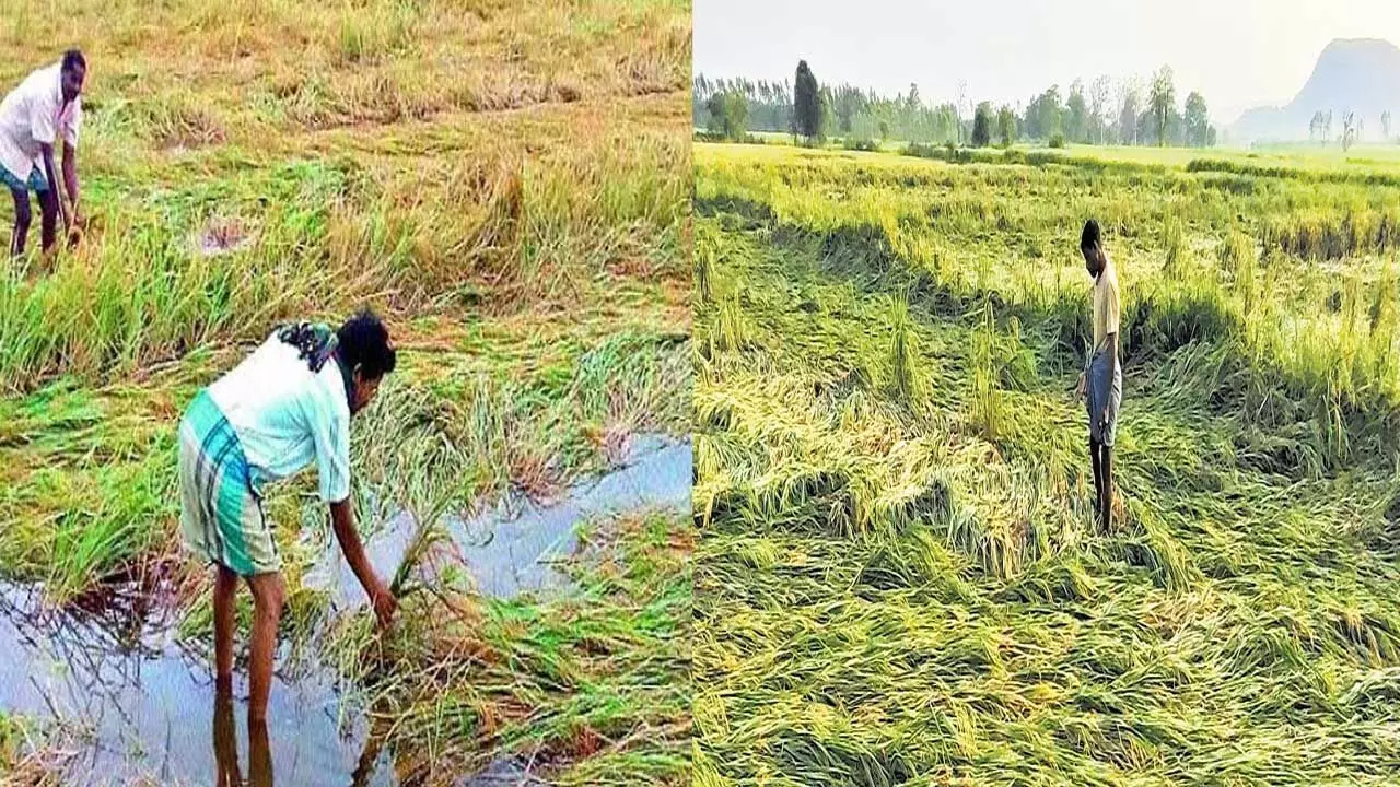 TG : ఈదురు గాలుల బీభత్సం.. రైతులకు నష్టం TG : ఈదురు గాలుల బీభత్సం.. రైతులకు నష్టం