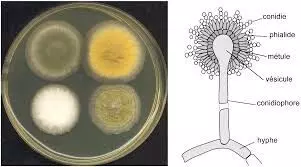 Aspergillus: వాతావరణ మార్పులతో విస్తరిస్తున్న ఆస్పర్జిల్లస్ ఫంగస్ Aspergillus: వాతావరణ మార్పులతో విస్తరిస్తున్న ఆస్పర్జిల్లస్ ఫంగస్