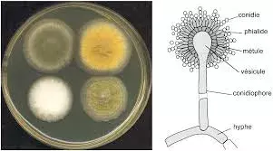 Aspergillus:  వాతావరణ మార్పులతో విస్తరిస్తున్న ఆస్పర్‌జిల్లస్ ఫంగస్