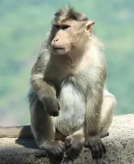 MONKEY: రూ.20 లక్షల నగలు ఎత్తుకెళ్లిన కోతి MONKEY: రూ.20 లక్షల నగలు ఎత్తుకెళ్లిన కోతి