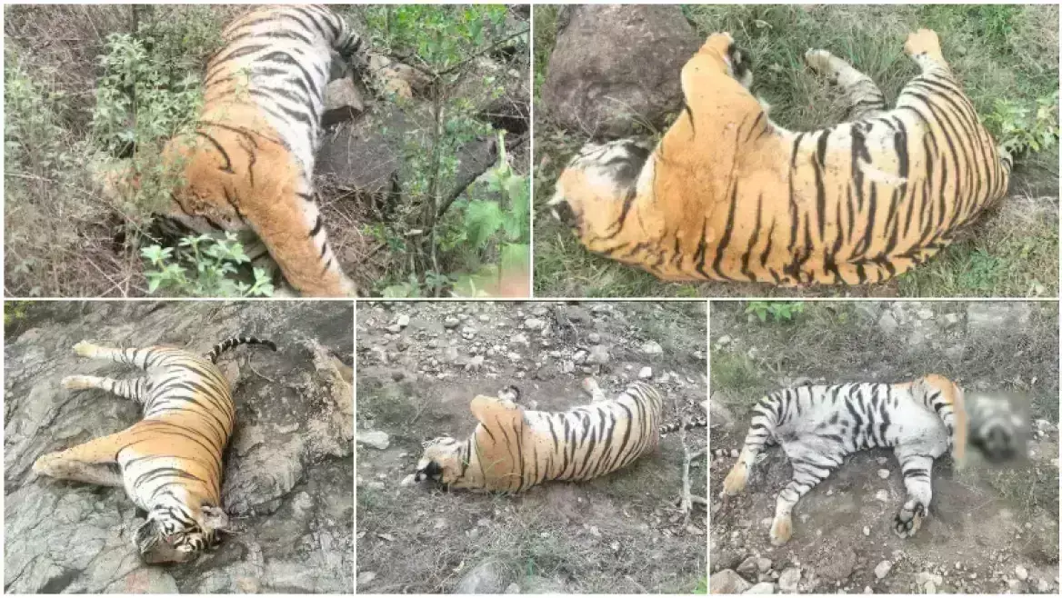 Karnataka: 5 పులుల మృతి కేసులో ముగ్గురు అరెస్ట్..