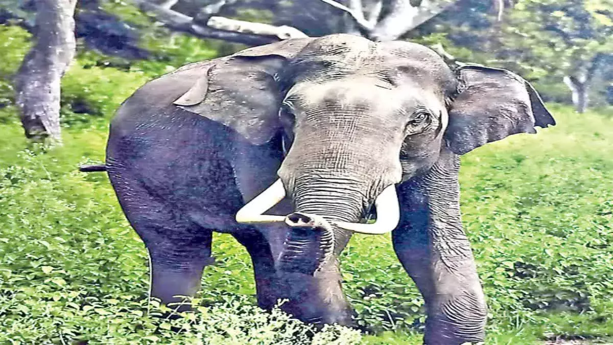 SHESHACHALAM: శేషాచలం అడవుల్లో ఏనుగులకూ భద్రత లేనట్టేనా?