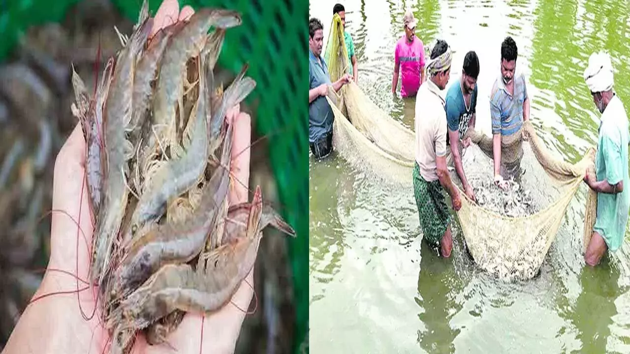 Aqua Sector : ఆక్వా రంగంపై ప్రకృతి కన్నెర్ర Aqua Sector : ఆక్వా రంగంపై ప్రకృతి కన్నెర్ర