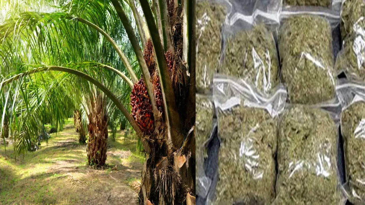 Ganja Packets : తోటలో గంజాయి ప్యాకెట్లు...కంగుతిన్న రైతు.. Ganja Packets : తోటలో గంజాయి ప్యాకెట్లు...కంగుతిన్న రైతు..