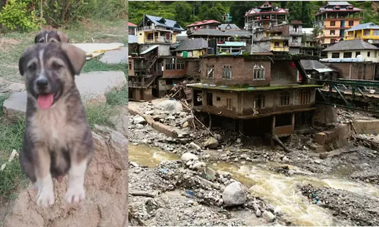 Himachal Pradesh: ఆపదను పసిగట్టిన శునకం.. 67 మంది ప్రాణాలను కాపాడిన వైనం.. Himachal Pradesh: ఆపదను పసిగట్టిన శునకం.. 67 మంది ప్రాణాలను కాపాడిన వైనం..