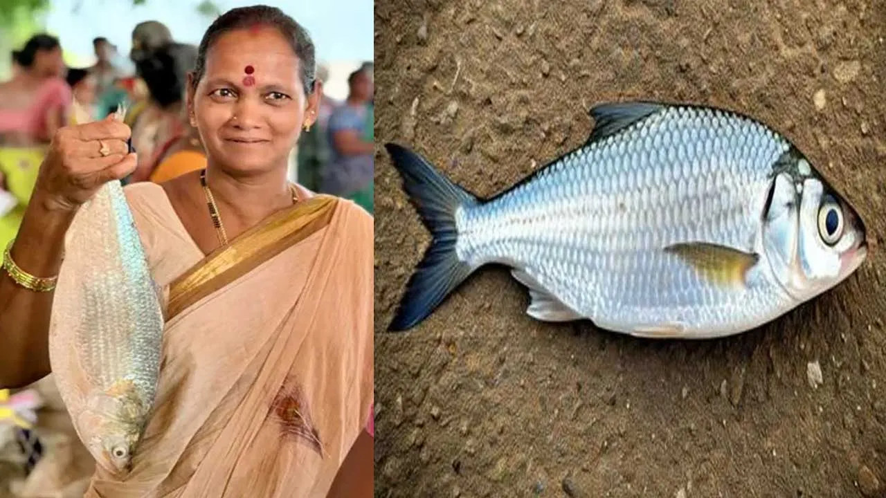 Pulasa Fish : రూ. 18వేలకు అమ్ముడుపోయిన పులస చేప Pulasa Fish : రూ. 18వేలకు అమ్ముడుపోయిన పులస చేప