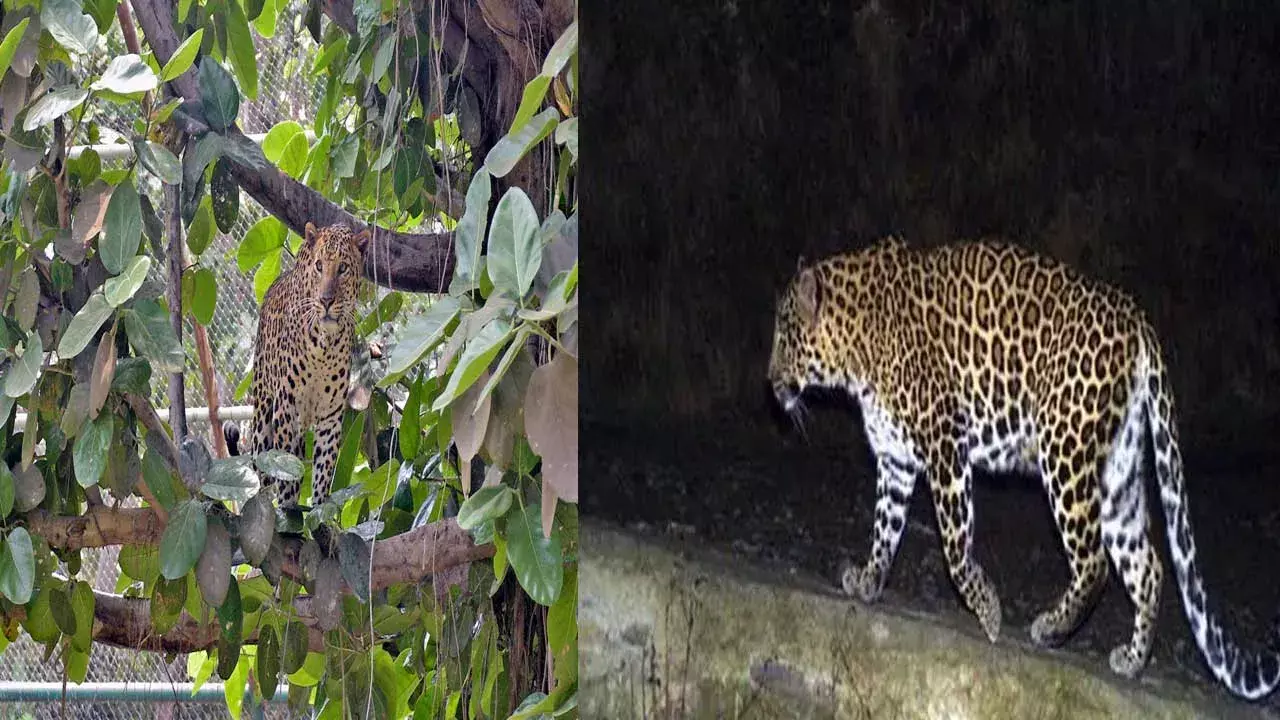 Leopard : హైదరాబాద్ శివారు ప్రాంతాల్లో చిరుత కదలికలు.. వణికిపోయిన ప్రజలు Leopard : హైదరాబాద్ శివారు ప్రాంతాల్లో చిరుత కదలికలు.. వణికిపోయిన ప్రజలు