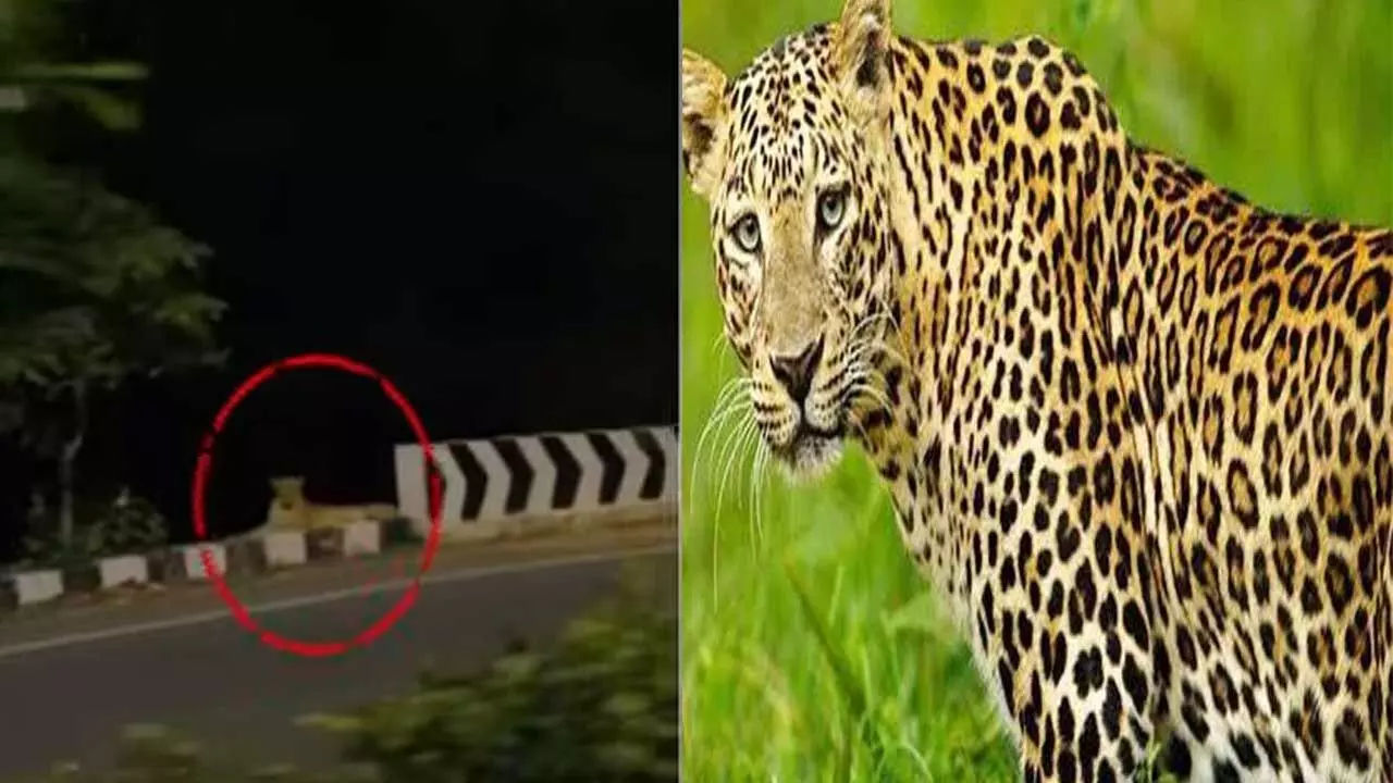 Leopard : తిరుమలలో మళ్లీ చిరుత సంచారం.. హడలెత్తిన భక్తులు.. Leopard : తిరుమలలో మళ్లీ చిరుత సంచారం.. హడలెత్తిన భక్తులు..