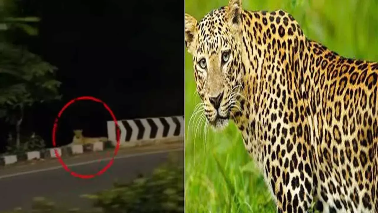 Leopard : తిరుమలలో మళ్లీ చిరుత సంచారం.. హడలెత్తిన భక్తులు..