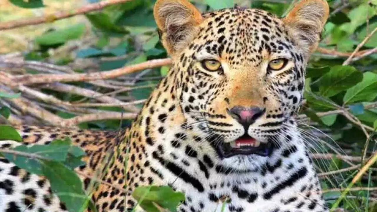 Leopard : మంచిరేవులలో చిరుతపులి సంచారం కలకలం Leopard : మంచిరేవులలో చిరుతపులి సంచారం కలకలం