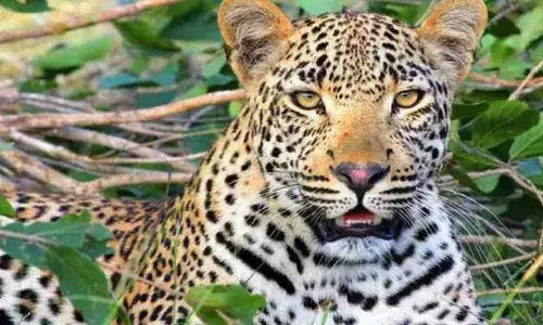 Leopard : మంచిరేవులలో చిరుతపులి సంచారం కలకలం Leopard : మంచిరేవులలో చిరుతపులి సంచారం కలకలం