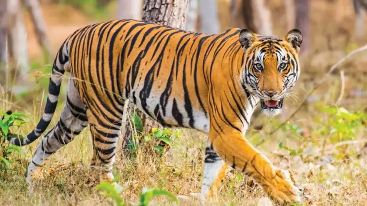 Nandyal : పెద్దపులి దాడిలో యువకునికి తీవ్ర గాయాలు.. నంద్యాలలో భయం భయం... Nandyal : పెద్దపులి దాడిలో యువకునికి తీవ్ర గాయాలు.. నంద్యాలలో భయం భయం...