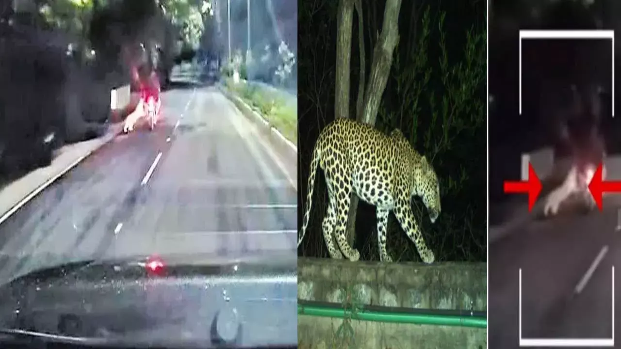 Tirupati : తిరుపతిలో దాడికి యత్నించిన చిరుత… వీడియో వైరల్ Tirupati : తిరుపతిలో దాడికి యత్నించిన చిరుత… వీడియో వైరల్