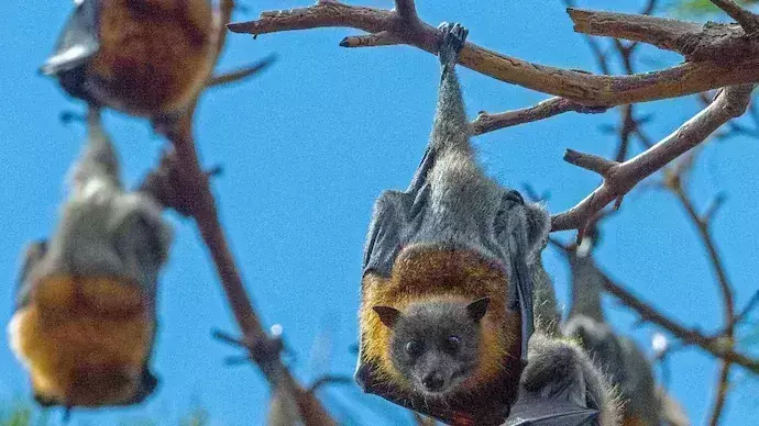 bats: గబ్బిలాలతో చికెన్ మంచూరియా