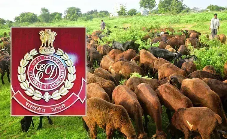SHEEPS SCAM: గొర్రెల పంపిణీ ‌కుంభకోణంలో కీలక మలుపు
