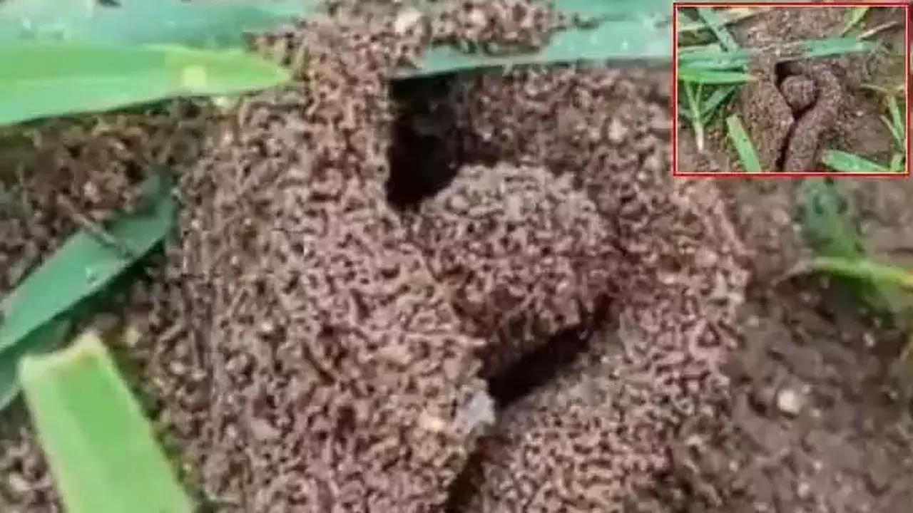 Sirisilla District : చీమల శివ భక్తి...రాజన్న సిరిసిల్ల జిల్లాలో అద్భుతం. Sirisilla District : చీమల శివ భక్తి...రాజన్న సిరిసిల్ల జిల్లాలో అద్భుతం.