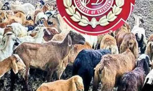 sheeps scam: గొర్రెలు కొనలేదు..అమ్మలేదు..వెయ్యి కోట్లు మాయం