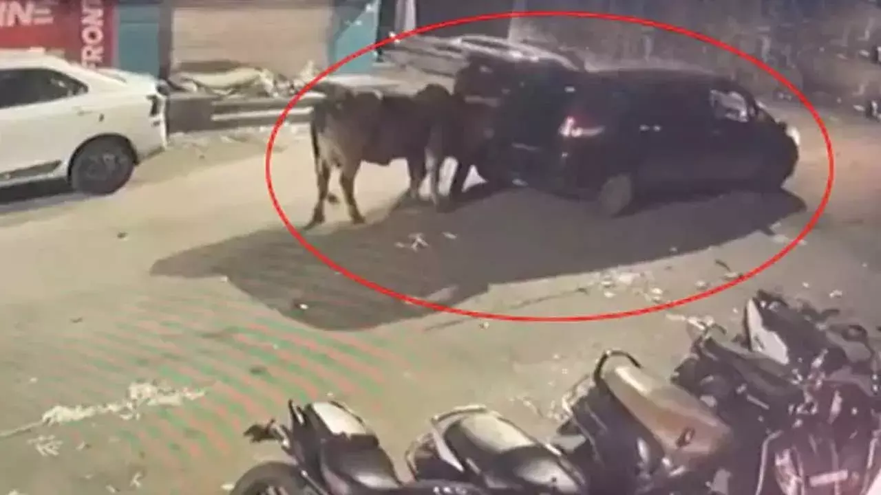 Secunderabad : కారులో ఆవులను ఎత్తుకెళ్లిన దుండగులు