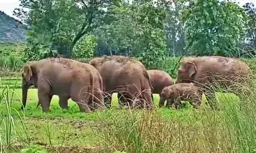 Chittoor : చిత్తూరులో ఏనుగుల గుంపు హల్ చల్